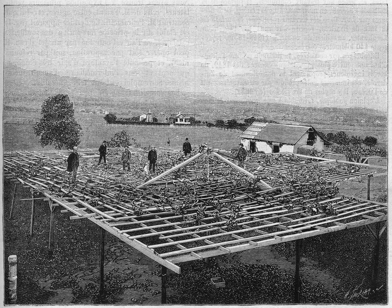 Vigneto di Montecito in California nel 1888. in 