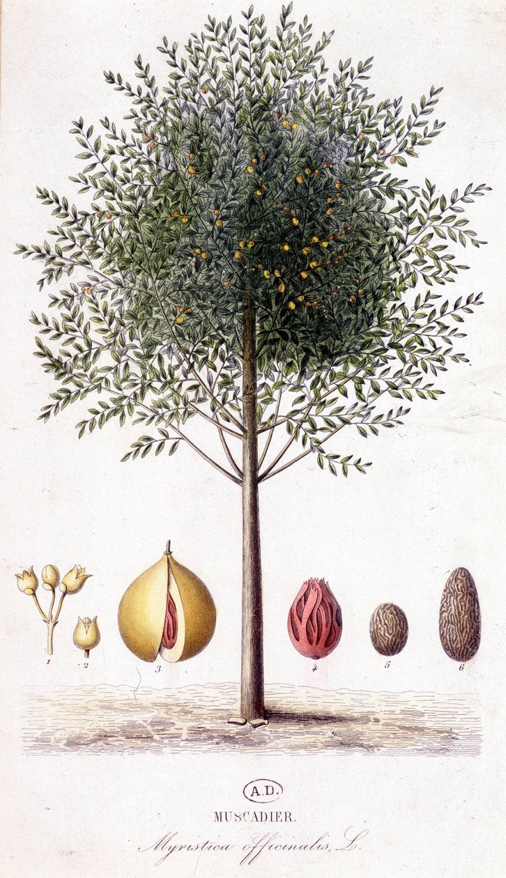Myristica fragrans - Muscadier (Myristica officinalis). tavola botanica da Unknown artist