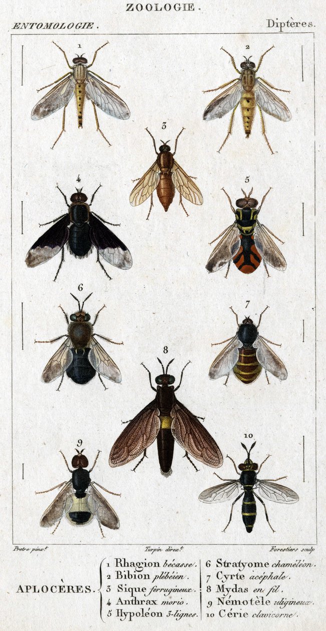 Tavola di storia naturale. Entomologia. Famiglia dei Ditteri