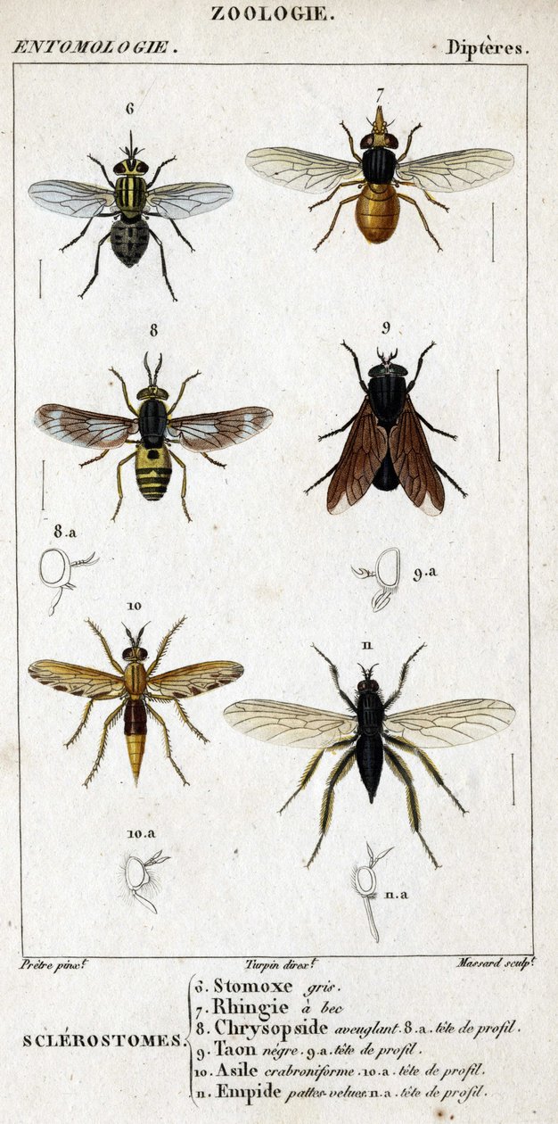 Tavola di storia naturale. Entomologia. Famiglia dei ditteri. Sclerostomi: 6. Stomox grigio; 7. Rhingia beccata; 8. Chrysopside accecante; 8a. testa di profilo; 9. Taon nero; 9a. testa di profilo; 10. Asilo crabroniforme; 10a. testa di profilo; 11. Emboid  da Unknown artist