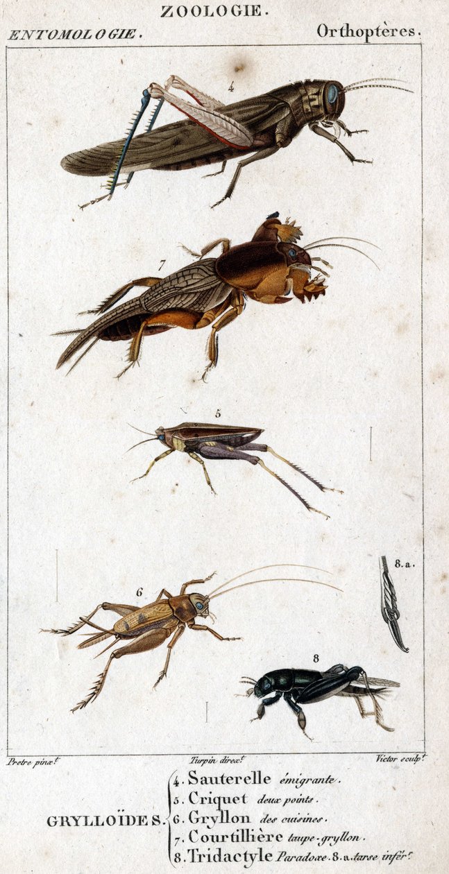 Tavola di storia naturale. Entomologia. Famiglia degli ortotteri. Grylloides: 4. Cavalletta emigrante; 5. Cavalletta a due punti; 6. Gryllon delle cucine; 7. Gryllon talpa brodo; 8. Tridactyl paradox; 8a. tarso inferiore da Unknown artist