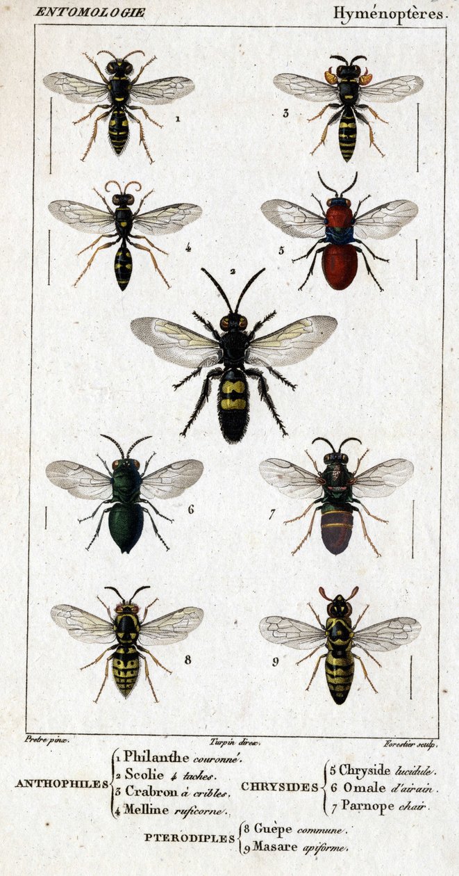 Tavola di storia naturale. Entomologia. Famiglia degli Imenotteri da Unknown artist