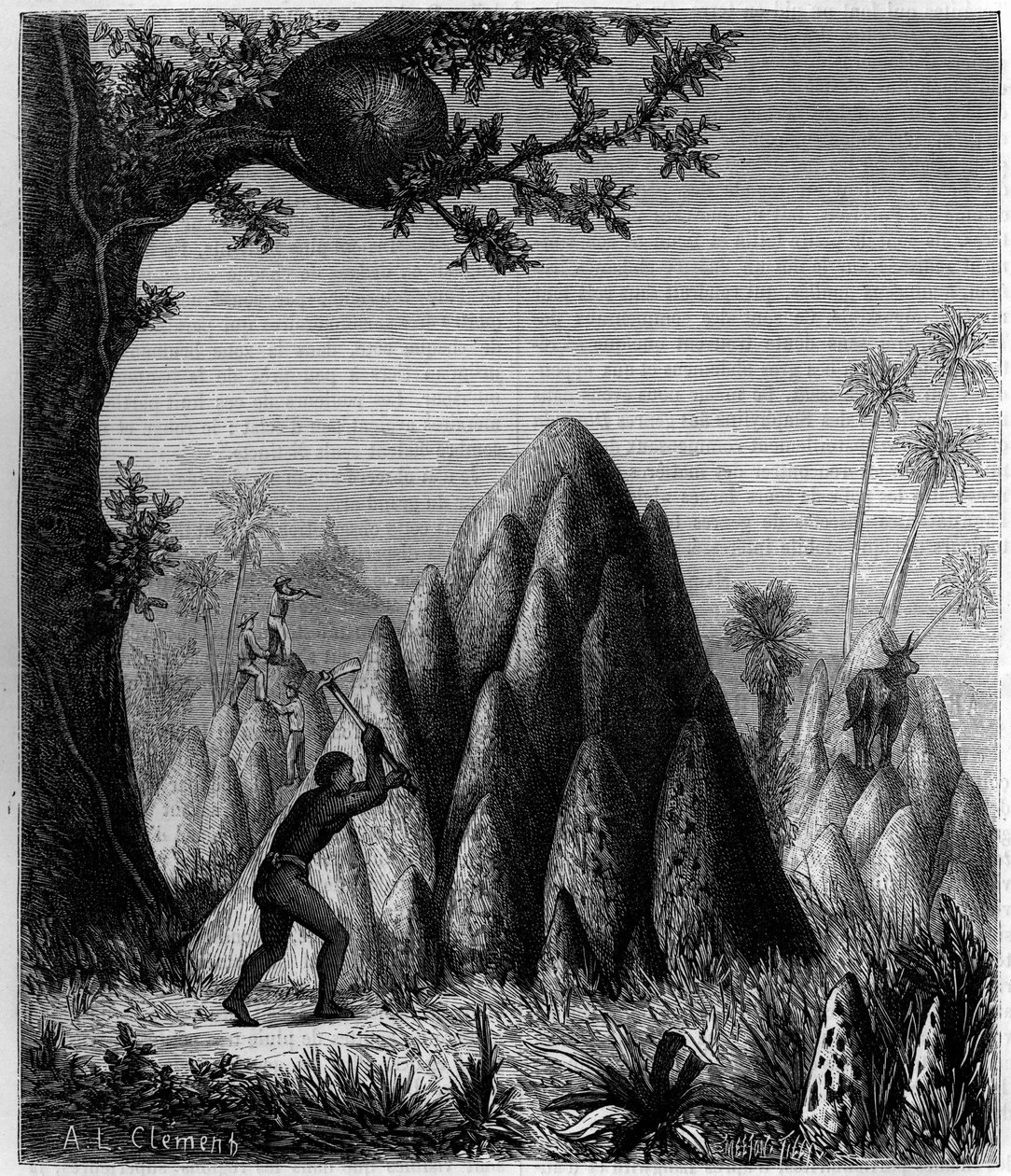 Nidi delle "Termiti Guerriere" e delle "Termiti degli Alberi" in Africa. Incisione in "La Nature: revue des sciences et de leurs applications aux arts et a l