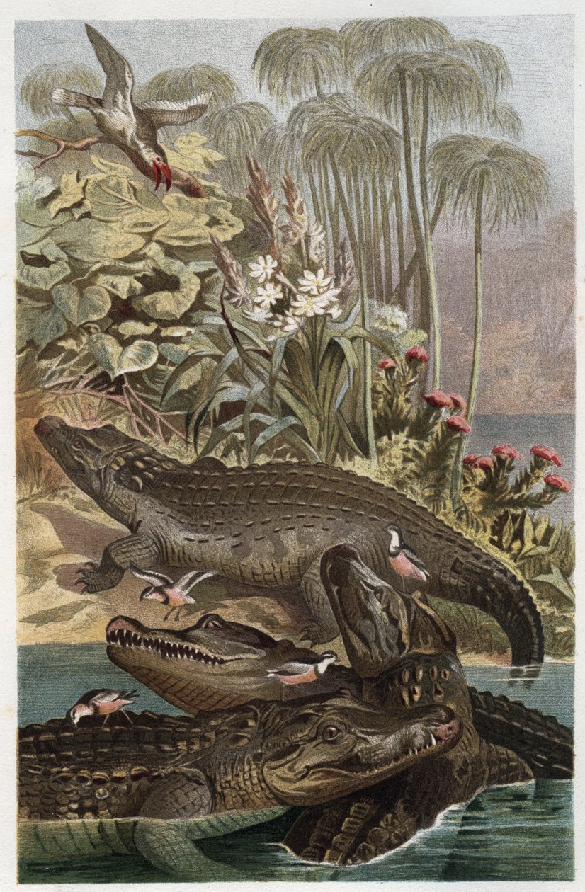 Coccodrillo del Nilo (Crocodylus niloticus) - incisione da 