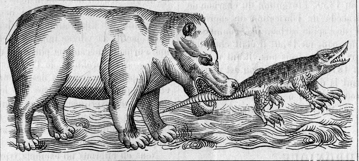 Ippopotamo del Nilo. (Dopo Pierre Belon) da Unknown artist