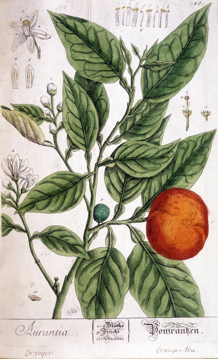 Arancia (Aurentia) - Arti Deco da Unknown artist