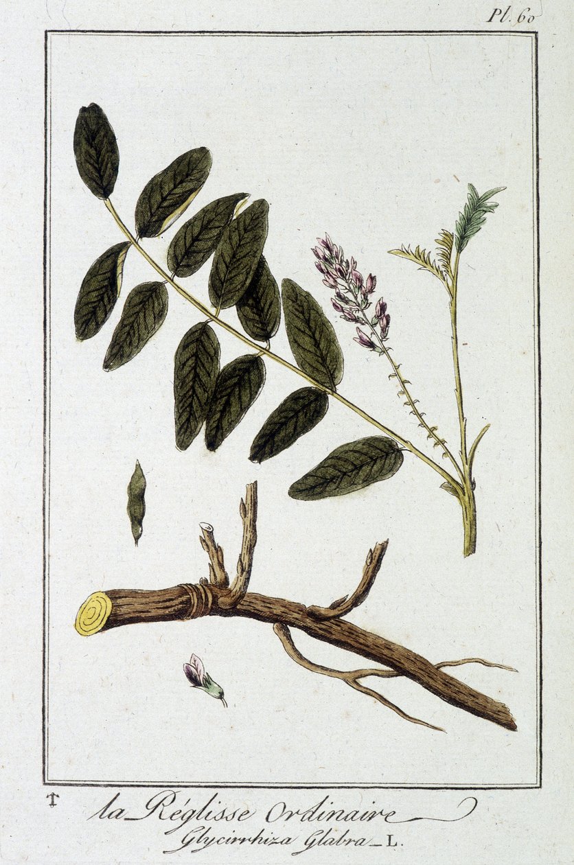 Liquirizia comune (Glycyrrhiza glabra) - in "Esercizi di botanica per l
