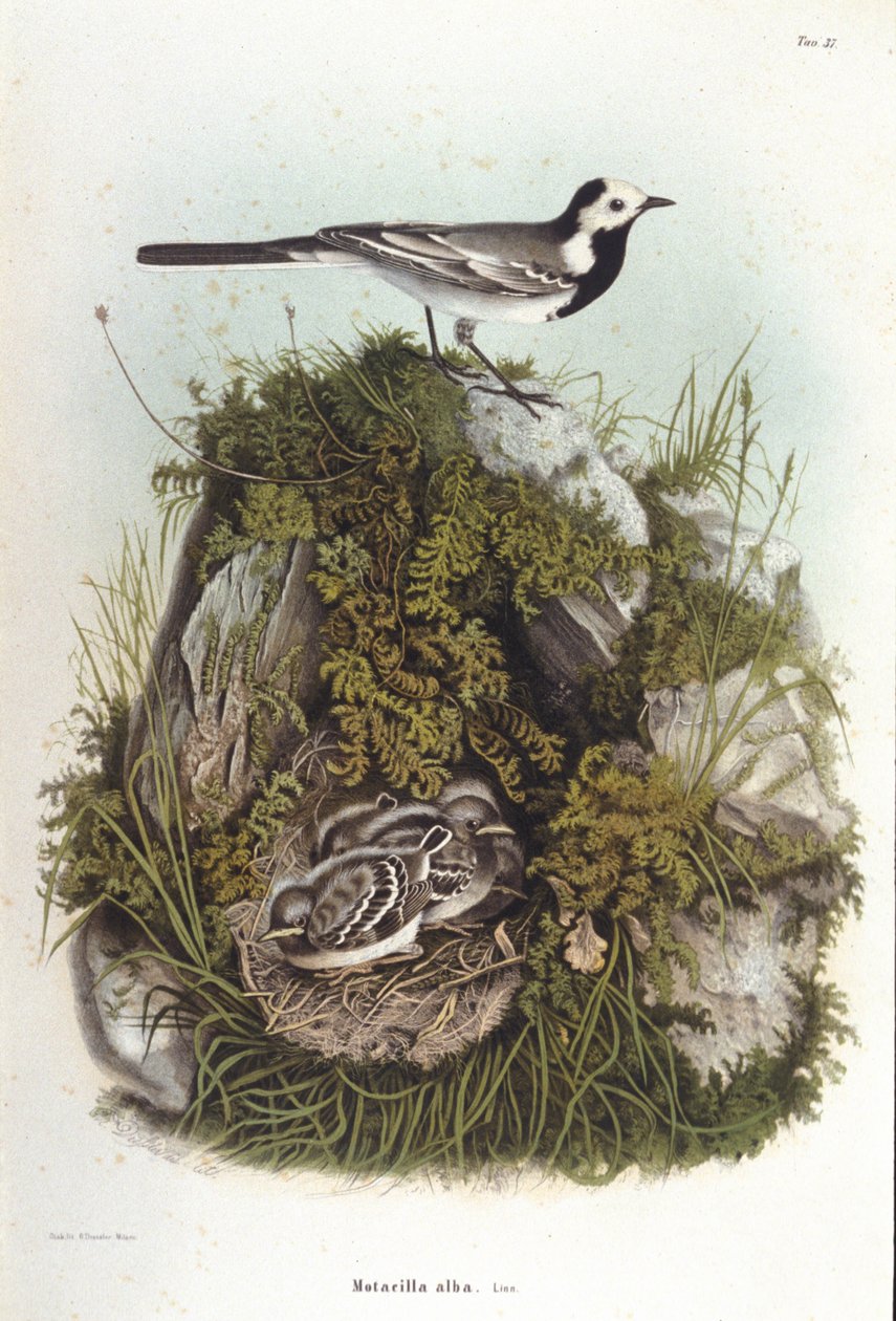Ornitologia: una ballerina grigia (motacilla alba) vicino al nido dei suoi piccoli. Tavola di zoologia del XIX secolo da Unknown artist