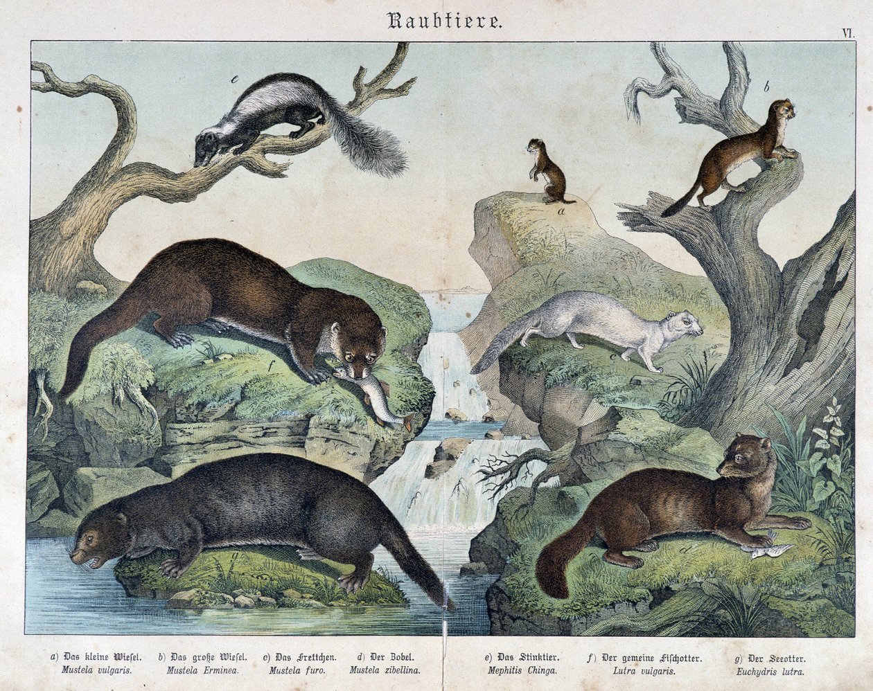 Lontra, furetto, donnola... - in "Natural histories of mammals", ed. Schreiber da Unknown artist