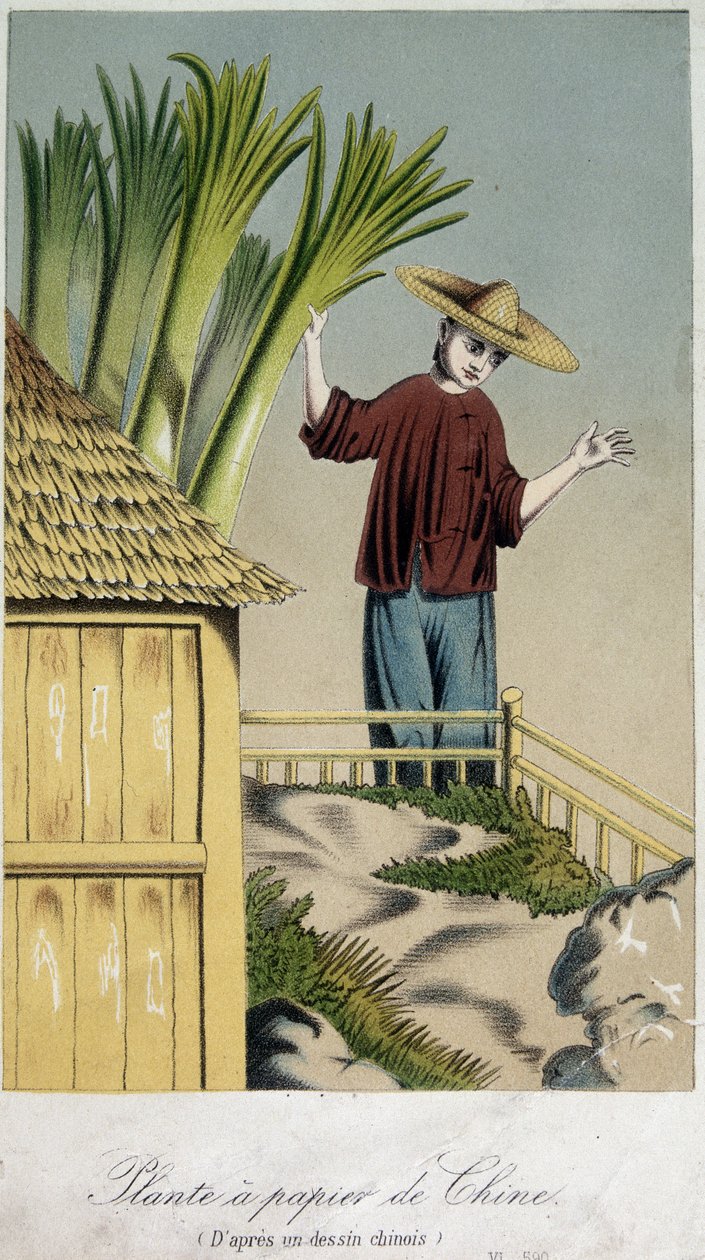 Pianta della carta, Cina - incisione da Unknown artist