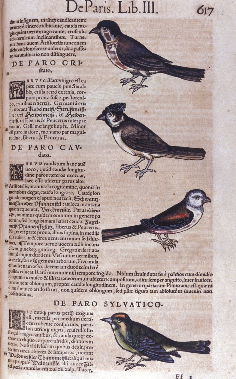 Passeriformi in Historia Animalium di Conrad Gesner (1516-1565), Tiguri da Unknown artist