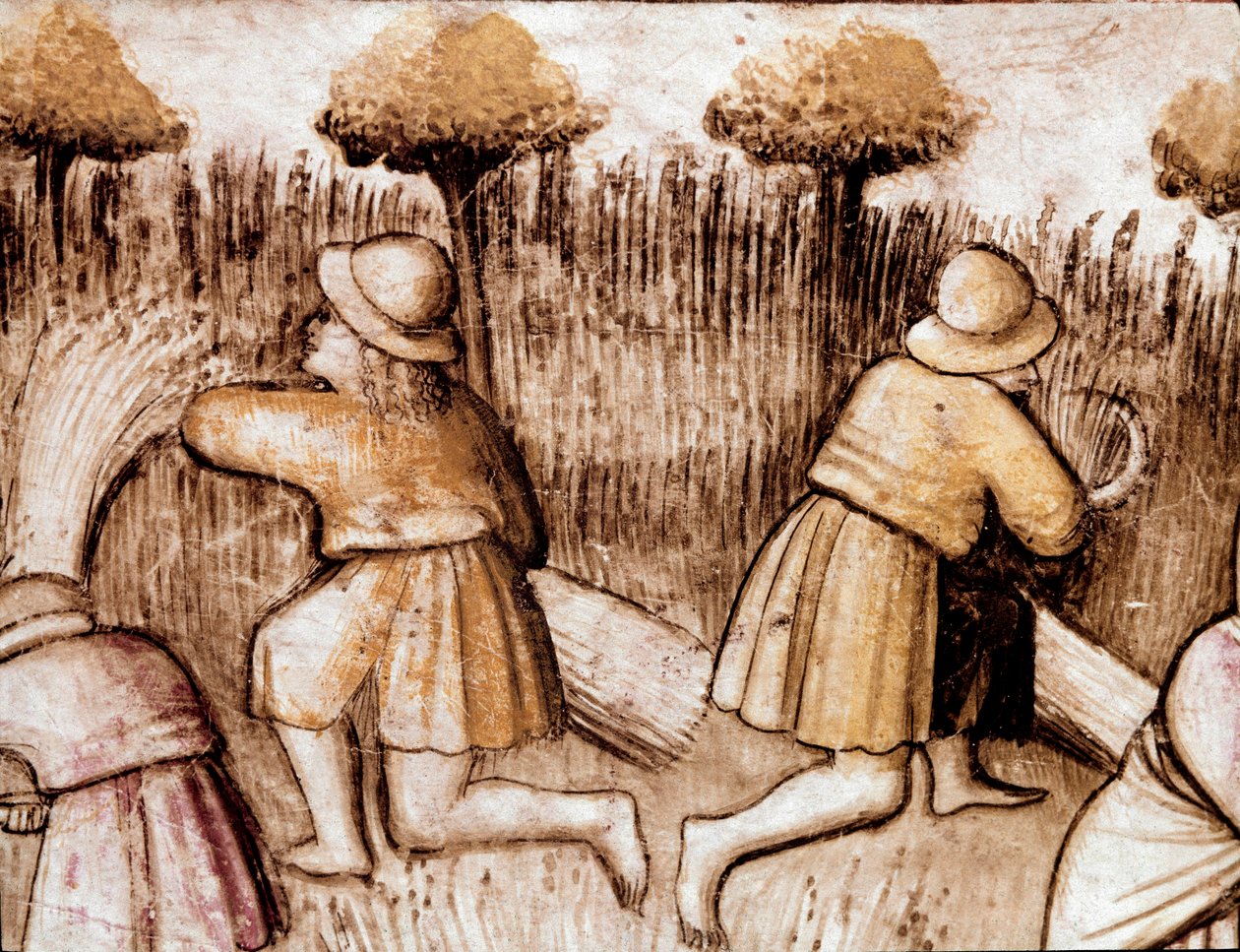 Contadini che mietono grano (miniatura dal codice 212, 1390-1400) da Unknown artist