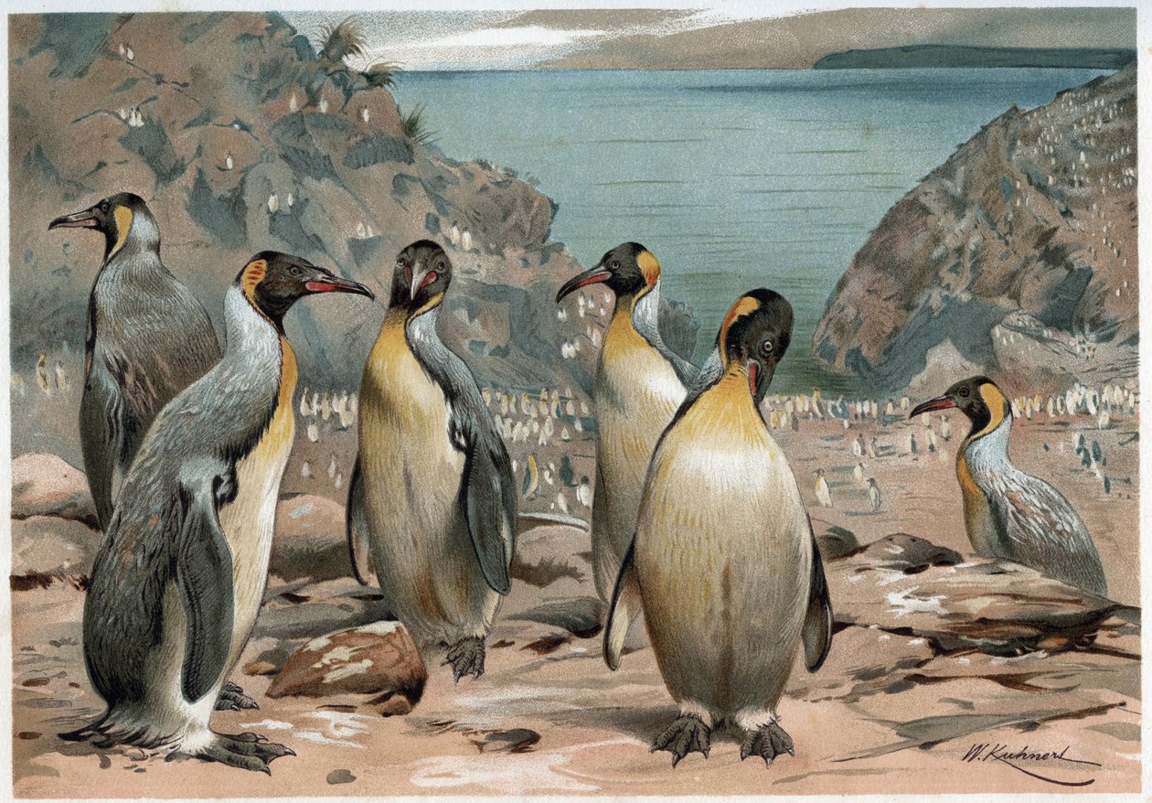 Pinguini - in 