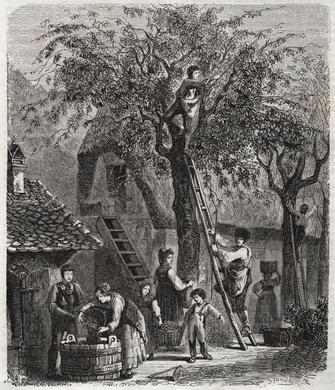 Raccolta di ciliegie - incisione del 1860 da Unknown artist