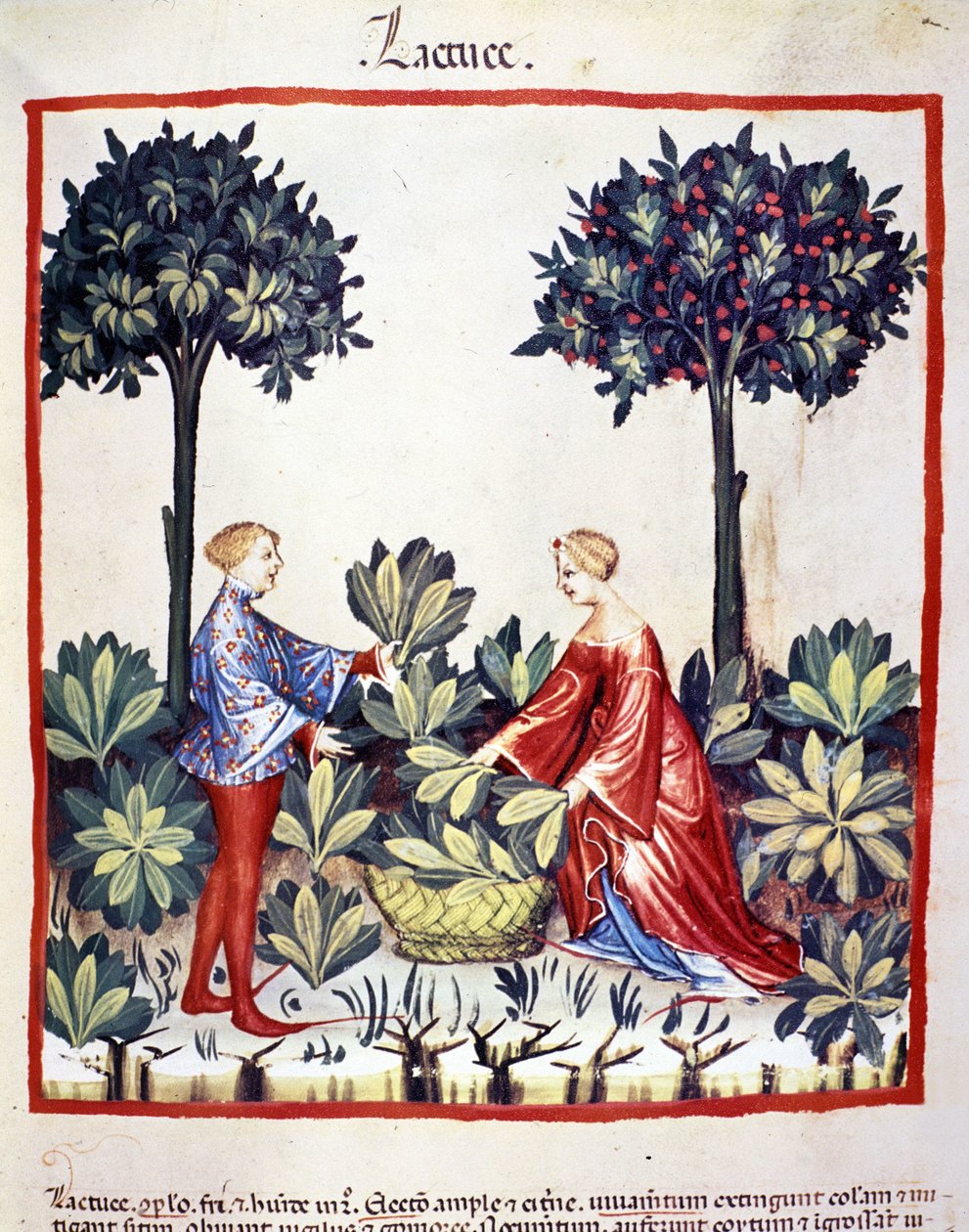 Raccolta di lattuga. Miniatura dal "Tacuinum sanitatis" da Unknown artist