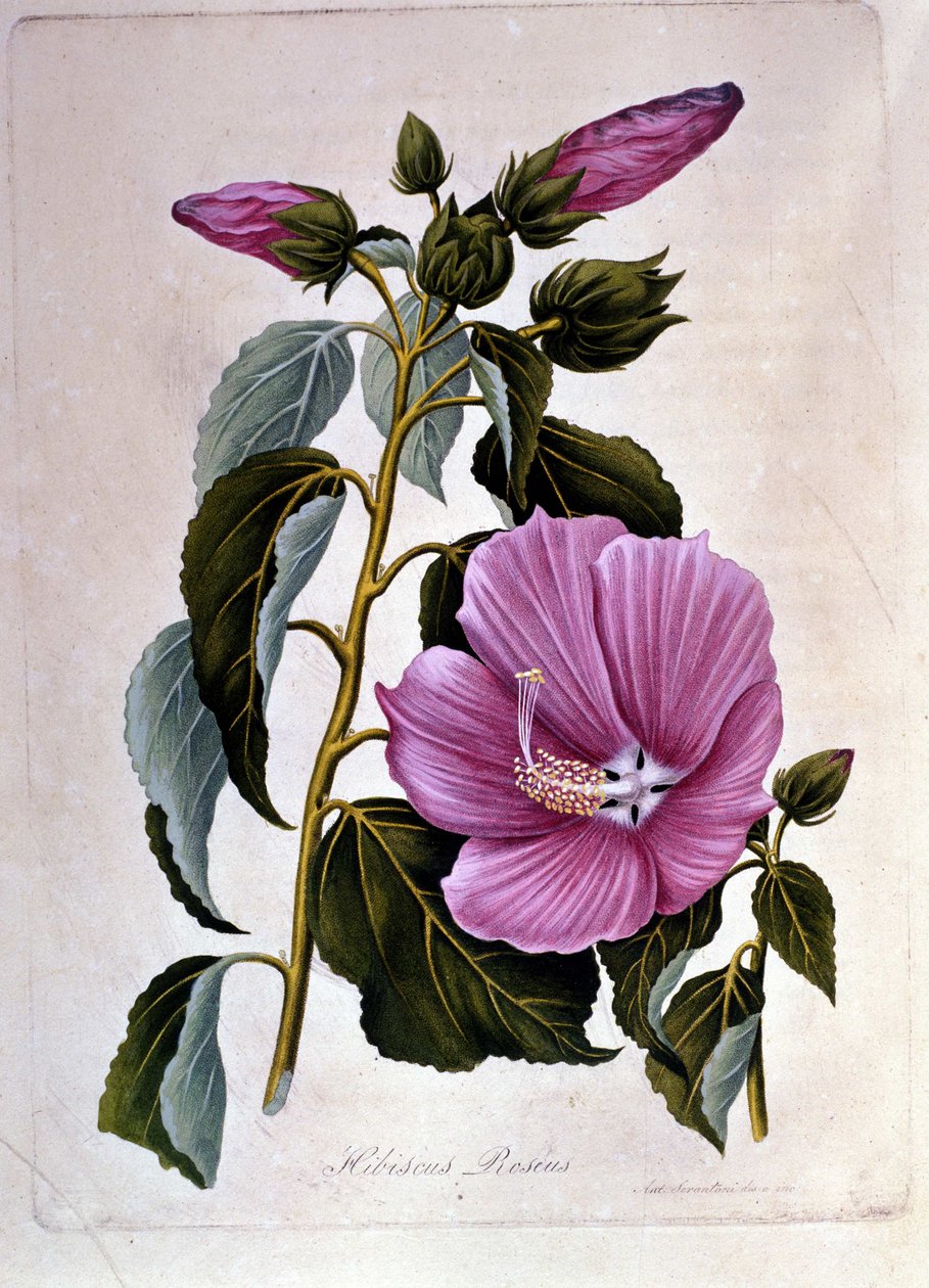 Ibisco rosa. Tavola botanica. Incisione da Unknown artist