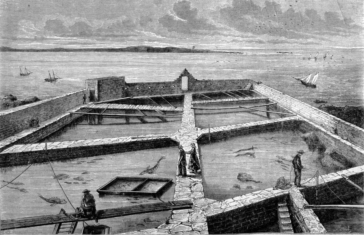 Piscicoltura a Concarneau. Incisione del 1860 da Unknown artist
