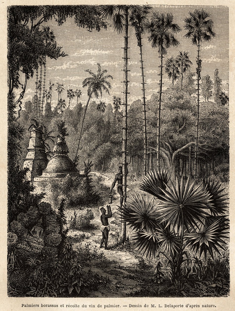 Piantagione di palme borassus in Laos e raccolta del vino di palma, incisione per illustrare il viaggio di esplorazione in Indocina, di Francis Garnier, 1866-1868 da Unknown artist
