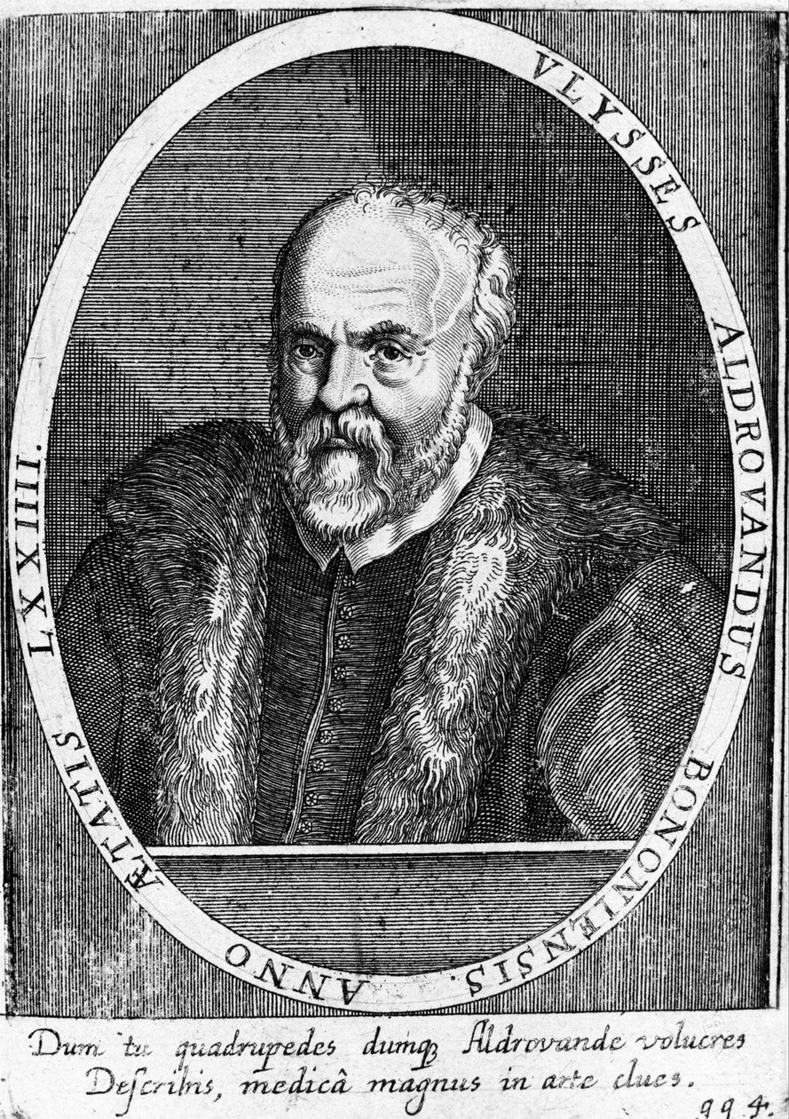 Ritratto di Ulisse Aldrovandi (1522 - 1605?). da Unknown artist
