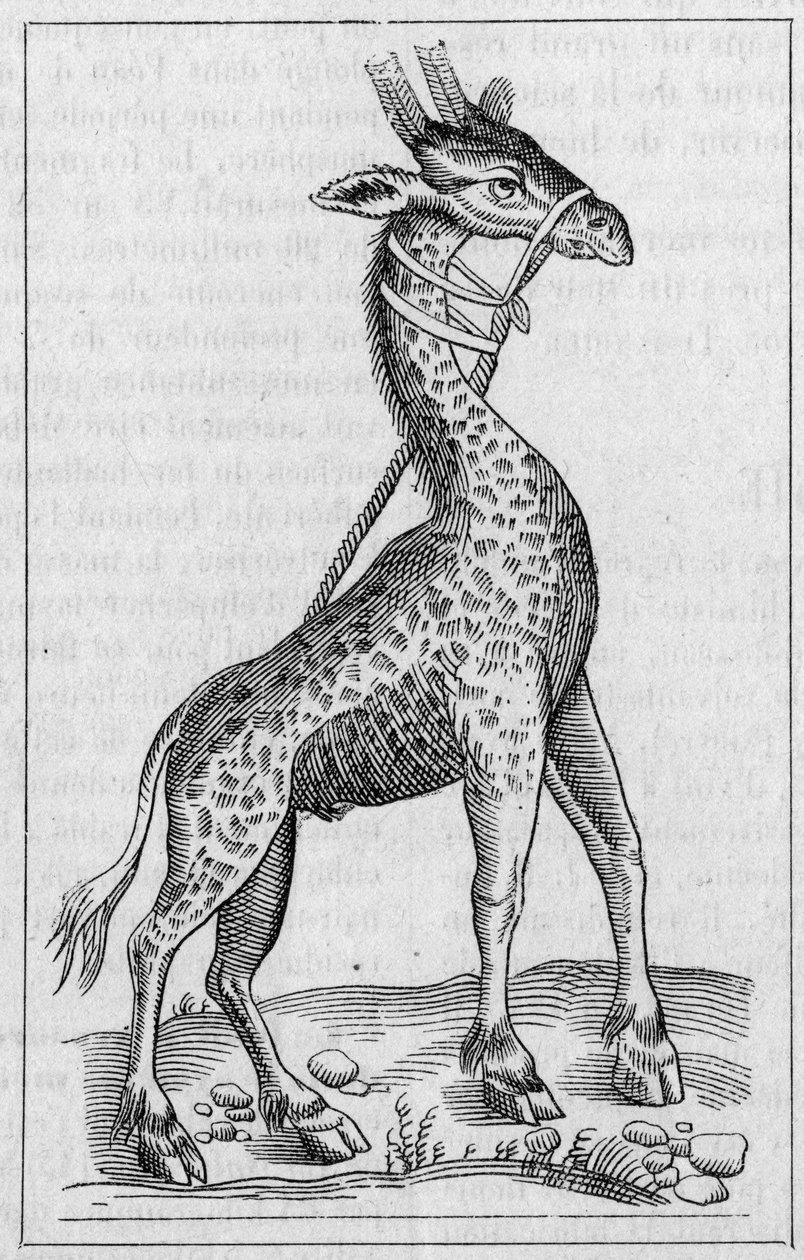 Ritratto di una giraffa. (Dopo Pierre Belon) da Unknown artist