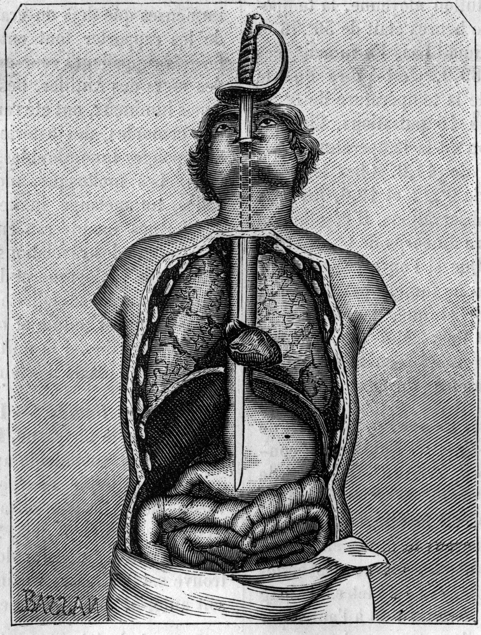Posizione occupata dalla lama nel corpo di una rondine. Incisione in "La Nature: revue des sciences et de leurs applications aux arts et a l