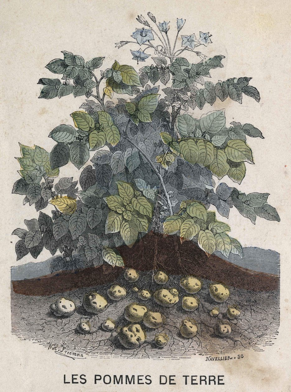 Patate. Illustrazione XIX secolo. Collezione Bianchetti da Unknown artist