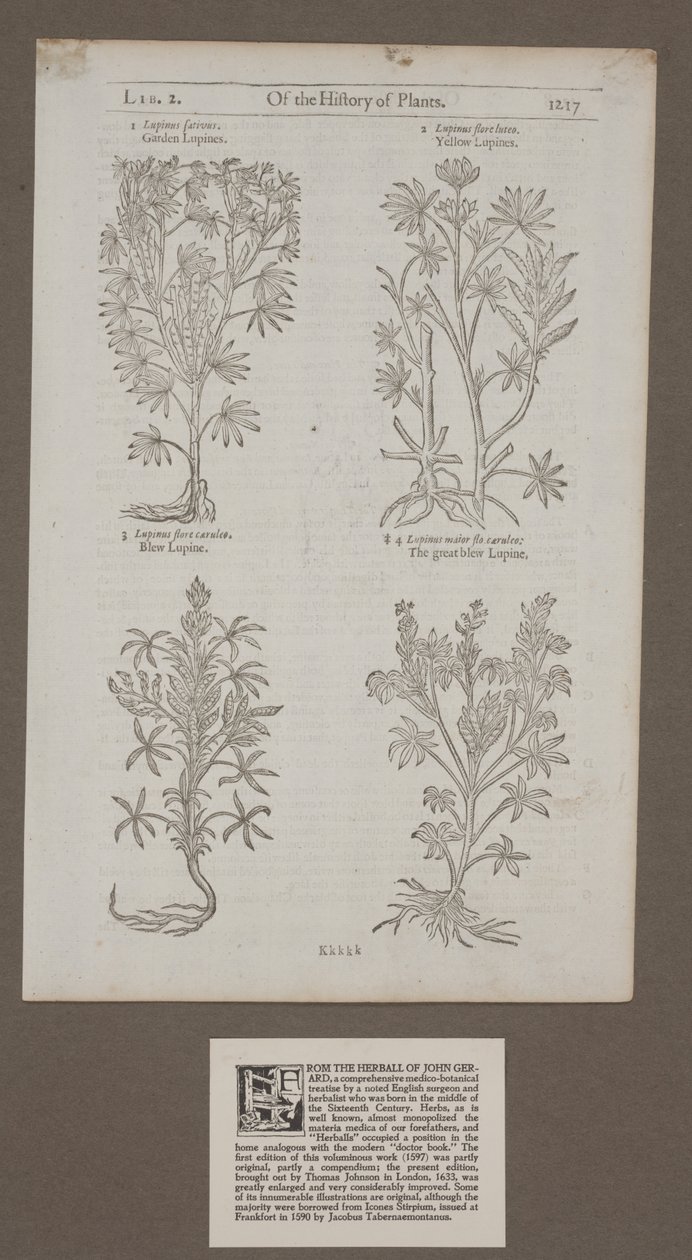 Pagina stampata 1217 da 