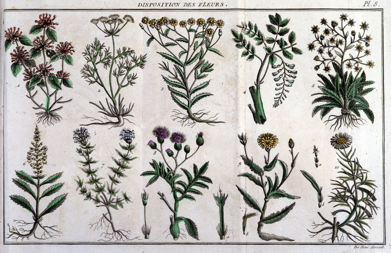 Provviste di fiori: in “Flora Francese, o una breve descrizione di tutte le piante che crescono naturalmente in Francia, disposte secondo un nuovo metodo di analisi a cui si allega la citazione delle loro virtù meno equivoche in medicina e la loro utilità  da Unknown artist