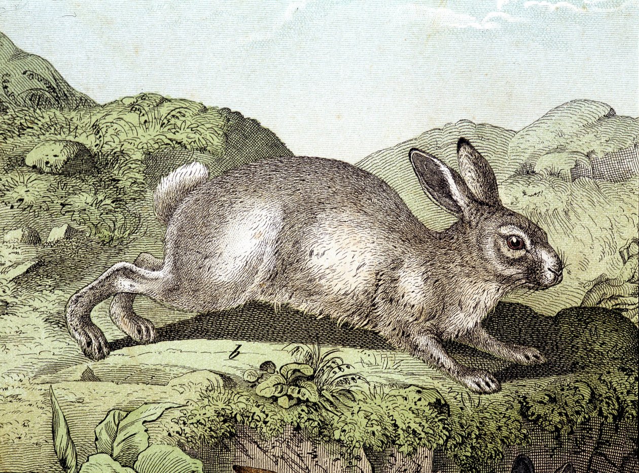 Coniglio - in "Storia naturale dei mammiferi", ed. Schreiber da Unknown artist