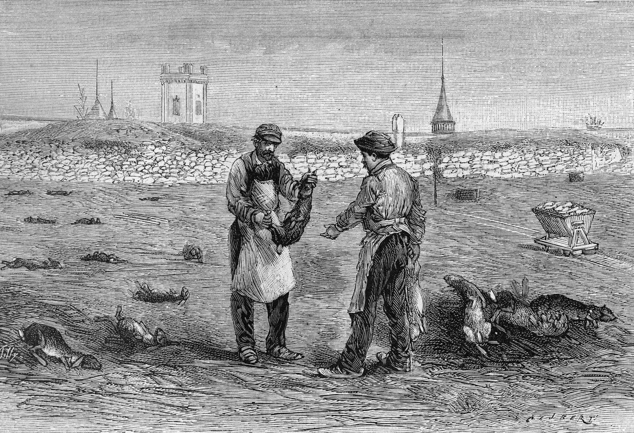 Cadaveri di conigli uccisi dal microbo del colera dei polli. Esperimento della vedova Pommery in Champagne. (Da una fotografia di Mr. Trumpet e informazioni comunicate da Mr. L. Pommery). Incisione in "La Nature: revue des sciences et de leurs applications da Unknown artist