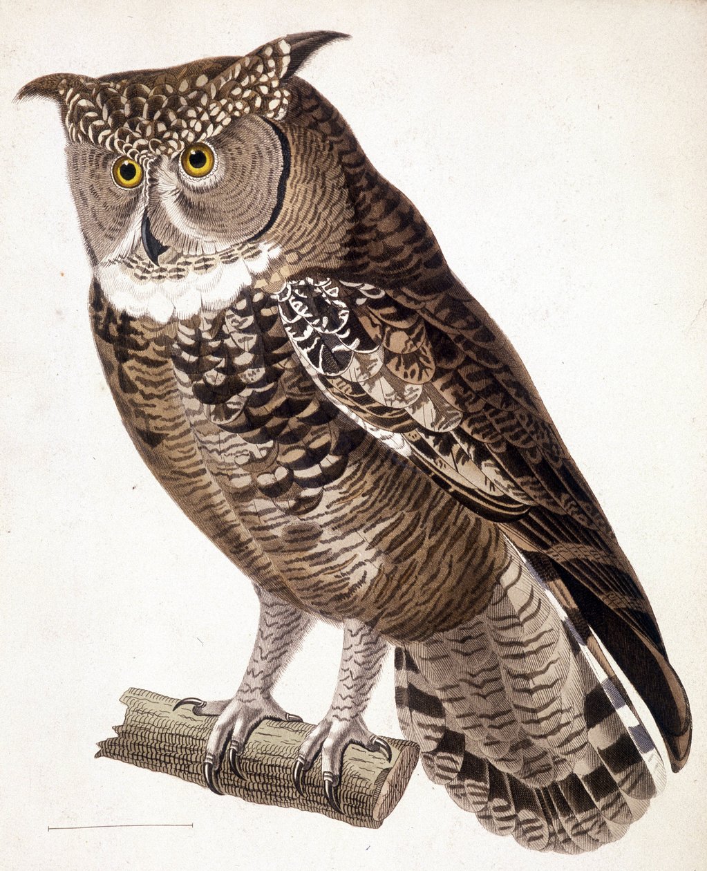 Rapace: gufo africano. Incisione del XIX secolo da Unknown artist