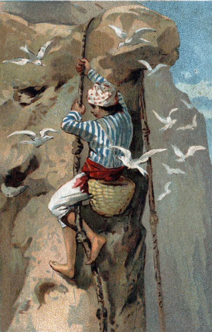 Raccolta di nidi di rondini salangan in Malesia. Cromolitografia della fine del XIX secolo da Unknown artist