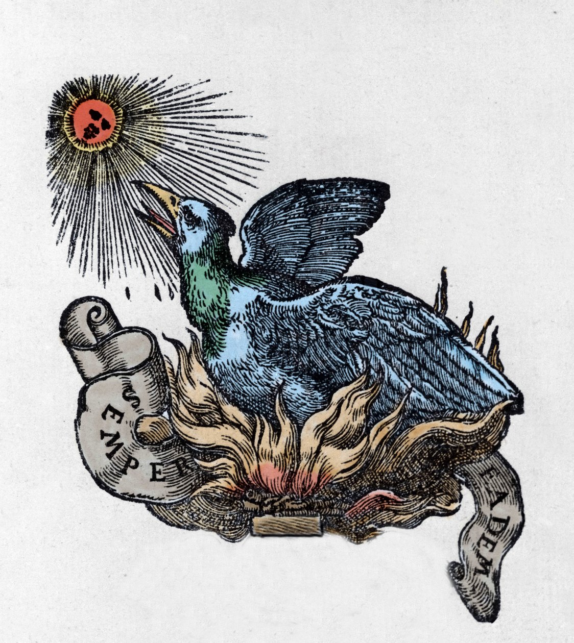 Rappresentazione di una Fenice, uccello leggendario, che rinasce dalle sue ceneri. Incisione del XIX secolo da Unknown artist