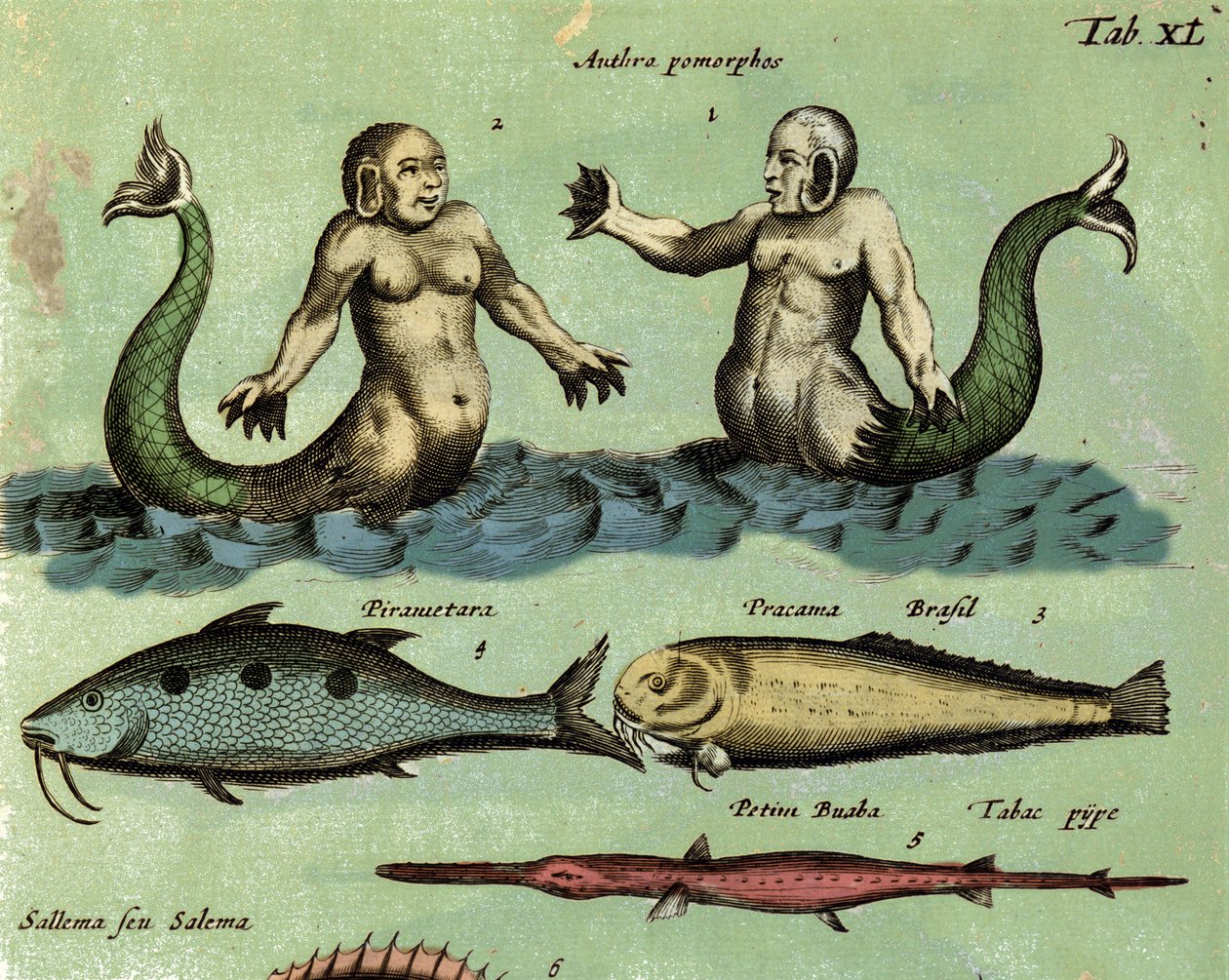 Rappresentazione di una sirena e di un tritone, una creatura marina fantastica descritta in un atlante di zoologia. Dettaglio. XVII secolo da Unknown artist