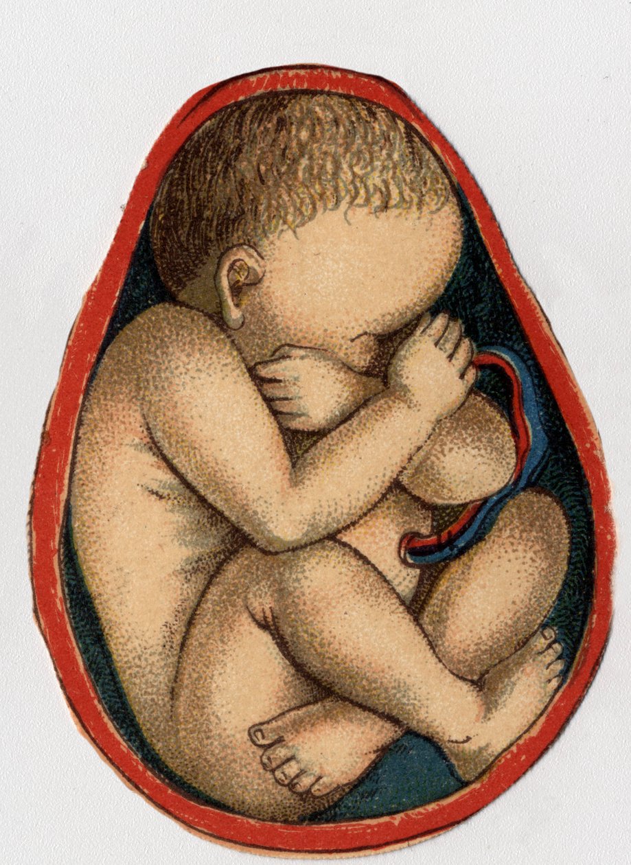Rappresentazione di un utero con gravidanza. “La nuova medicina naturale” di F.E. Bilz. 1898 da Unknown artist