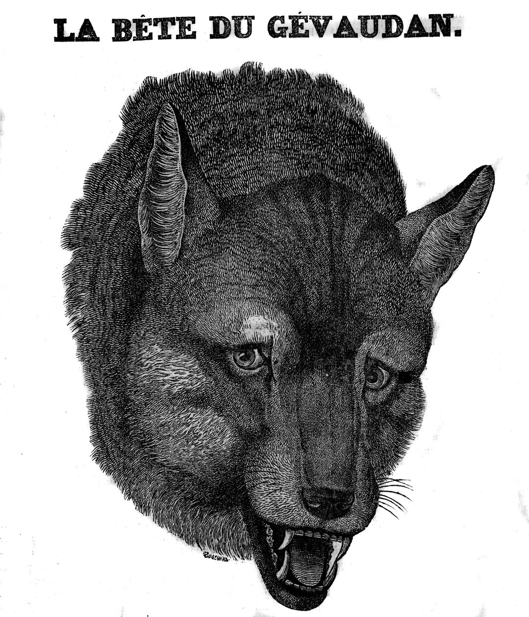 Rappresentazione della Bestia del Gévaudan da Unknown artist