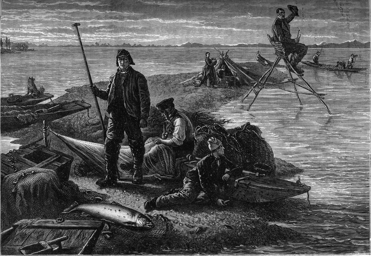 Ritorno della pesca al salmone sulle rive del Reno. Incisione nel giornale 