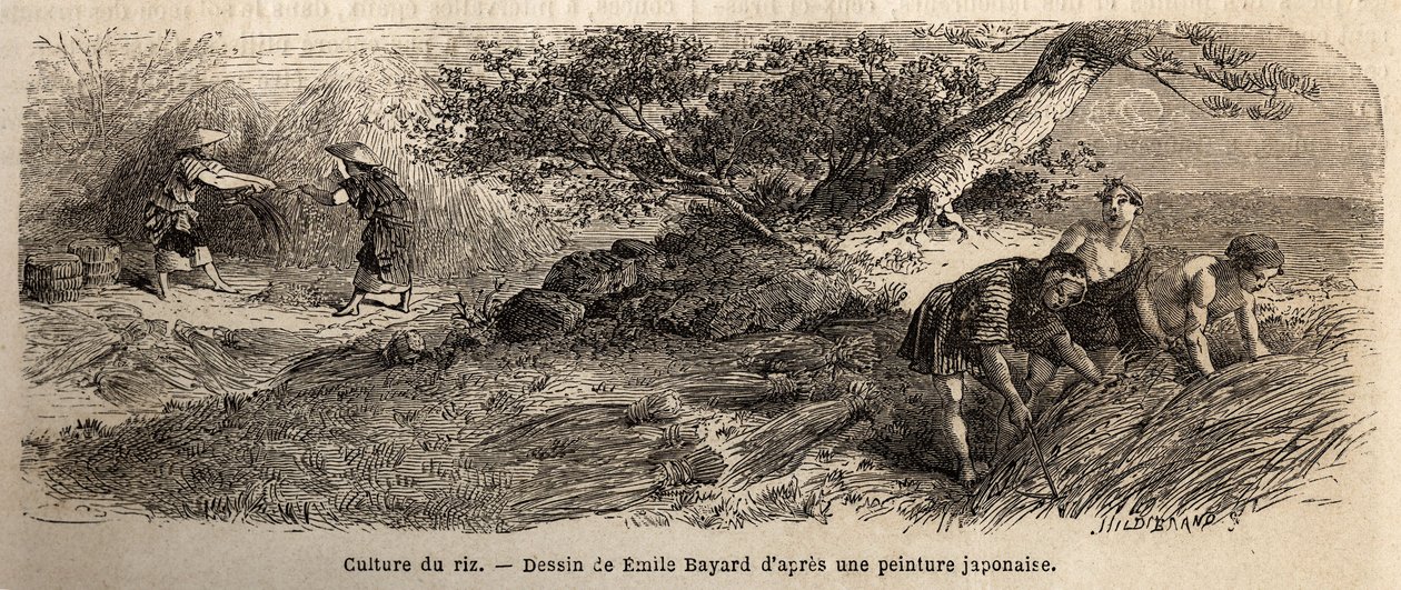 Coltivazione del riso: raccolto in ottobre, i gambi sono riuniti in fasci. Incisione per illustrare il viaggio in Giappone nel 1863-1864, di Aime Humbert, ministro della Confederazione Svizzera, in 