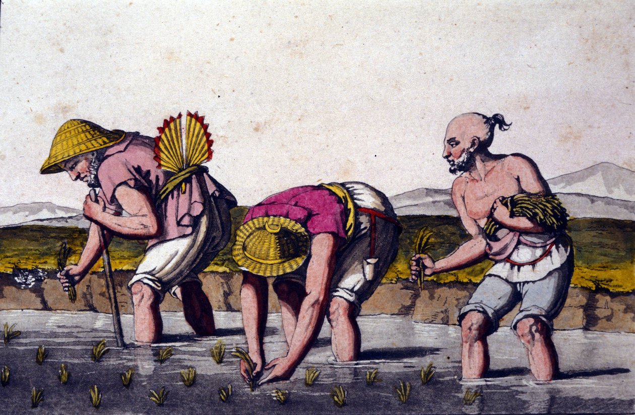 Coltivazione del riso in Cina. Stampa del XIX secolo da Unknown artist