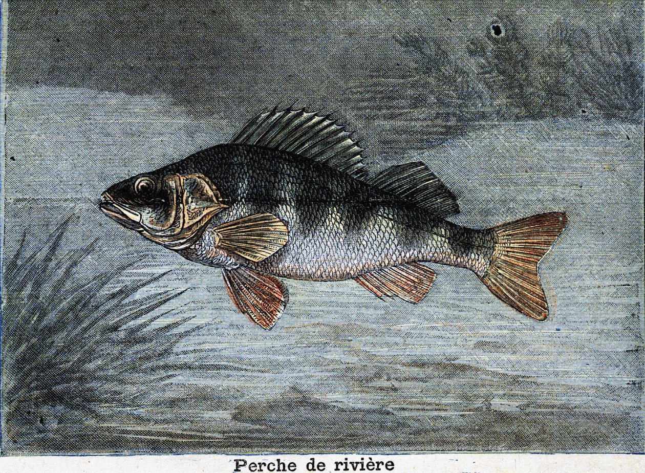 Persico reale. Incisione del 1897 da Unknown artist
