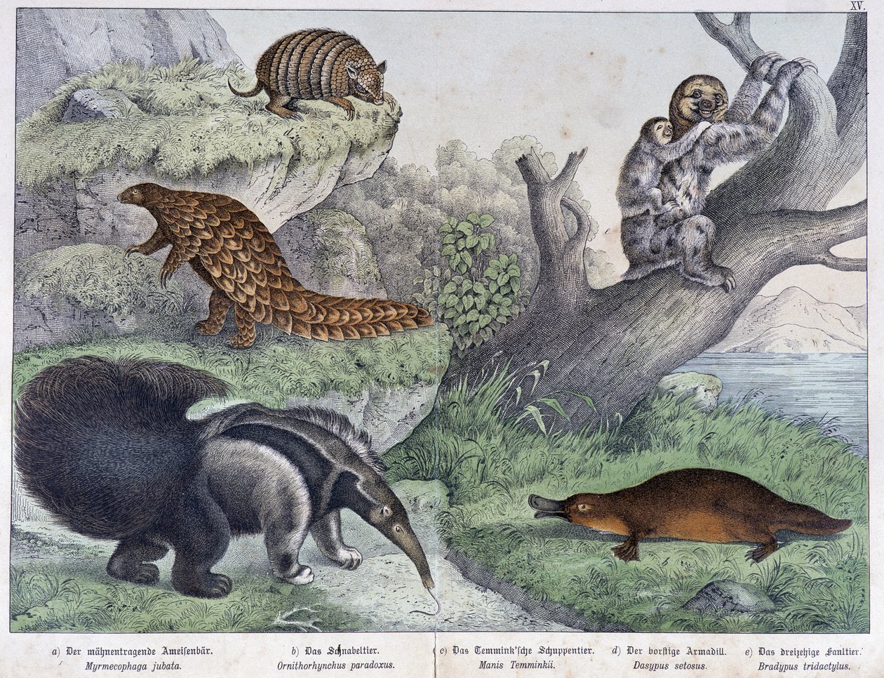 Roditore: armadillo, bradipo, formichiere - in “Natural histories of mammals”, ed. Schreiber da Unknown artist