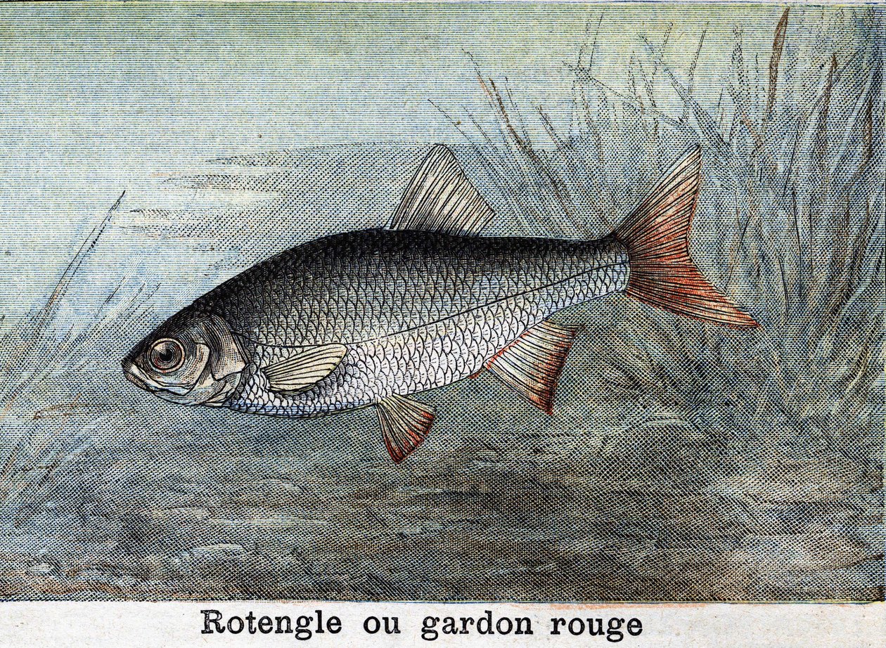Rotengle o scardola rossa. Incisione del 1898 da Unknown artist