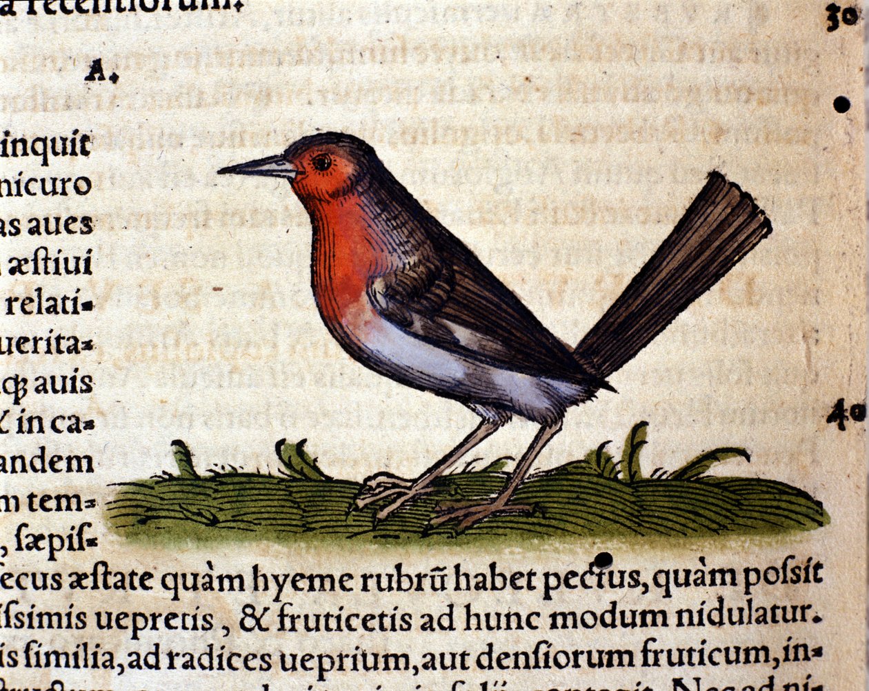 Rosso da Historia Animalium di Conrad Gesner, Tiguri 1560. Biblioteca nazionale Braidense. Milano da Unknown artist