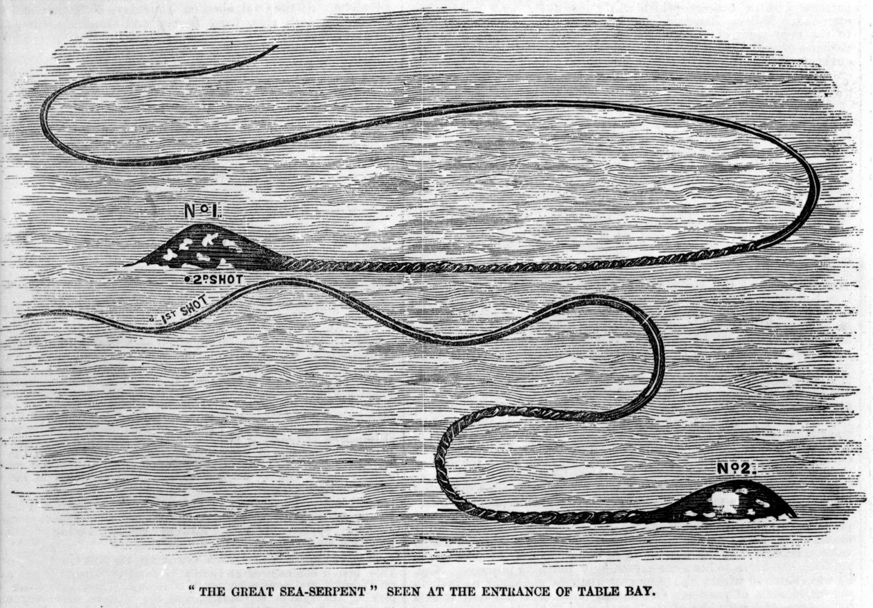 Serpente marino visto nel 1850 all