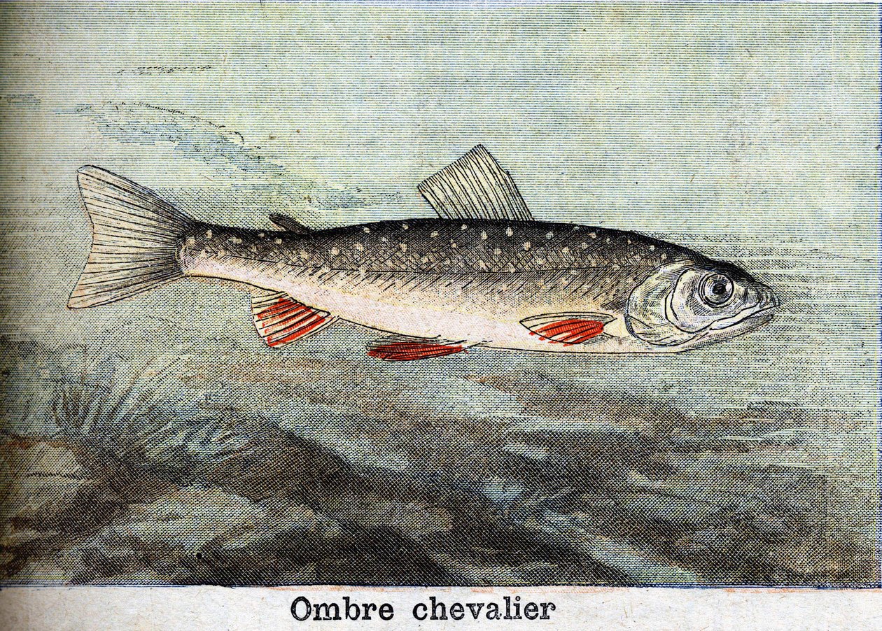 Cavaliere ombra, incisione del 1898 da Unknown artist