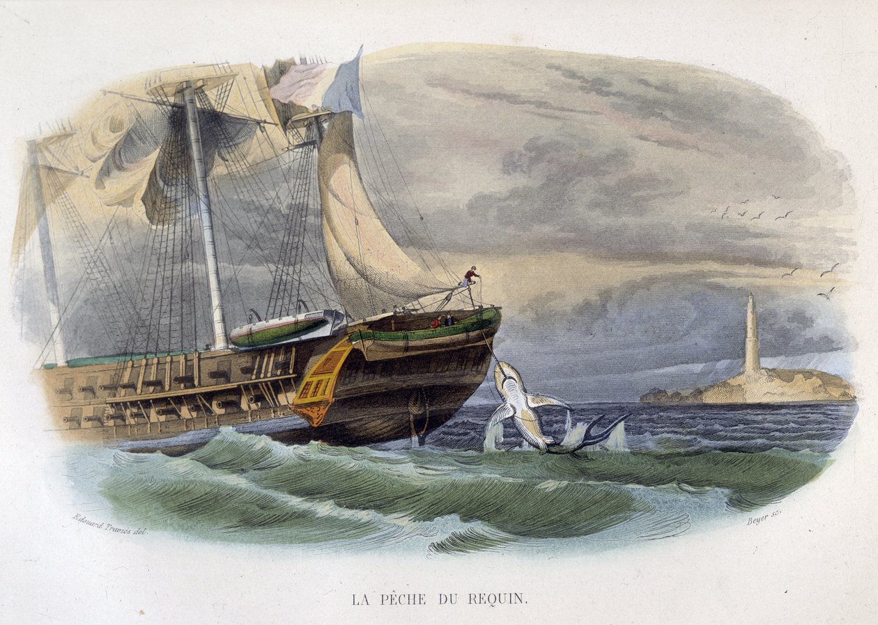 Pesca allo squalo - in Histoire naturelle di Lacepède da Unknown artist
