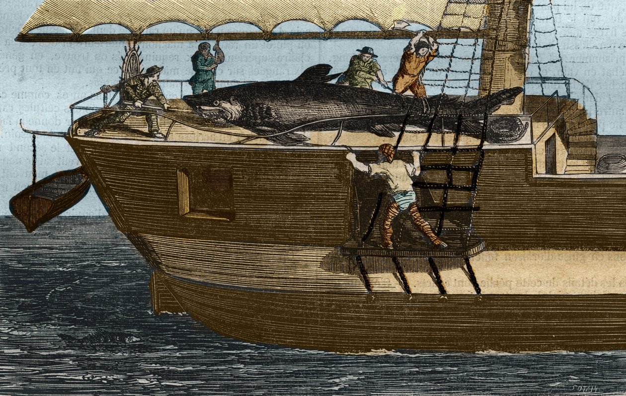 Pesca allo squalo. Incisione del 1859 in 