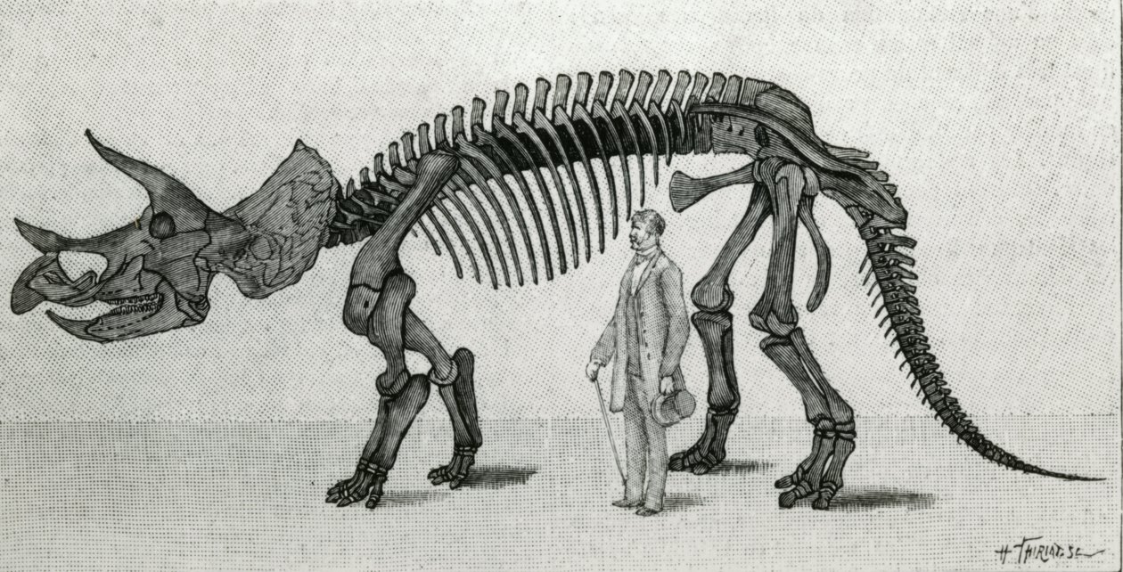 Scheletro di un Triceratops prorsus da Unknown artist