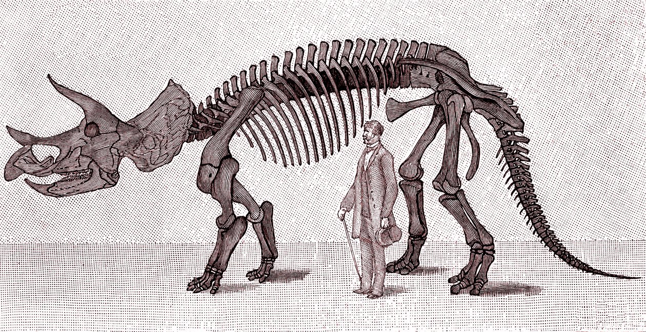 Scheletro di un Triceratops prorsus da Unknown artist