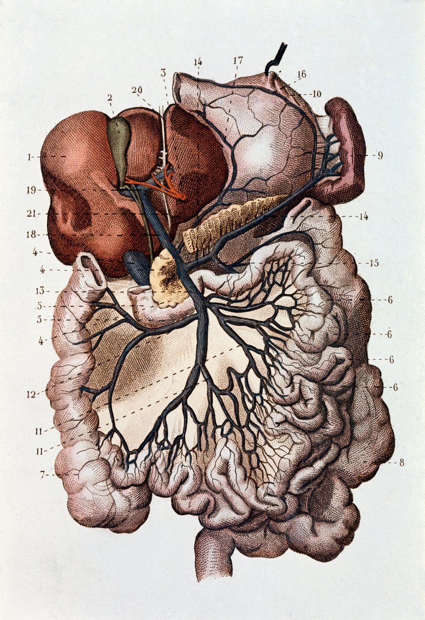 Studio del cervello umano, emisferi cerebrali e cervelletto (incisione) da Unknown artist